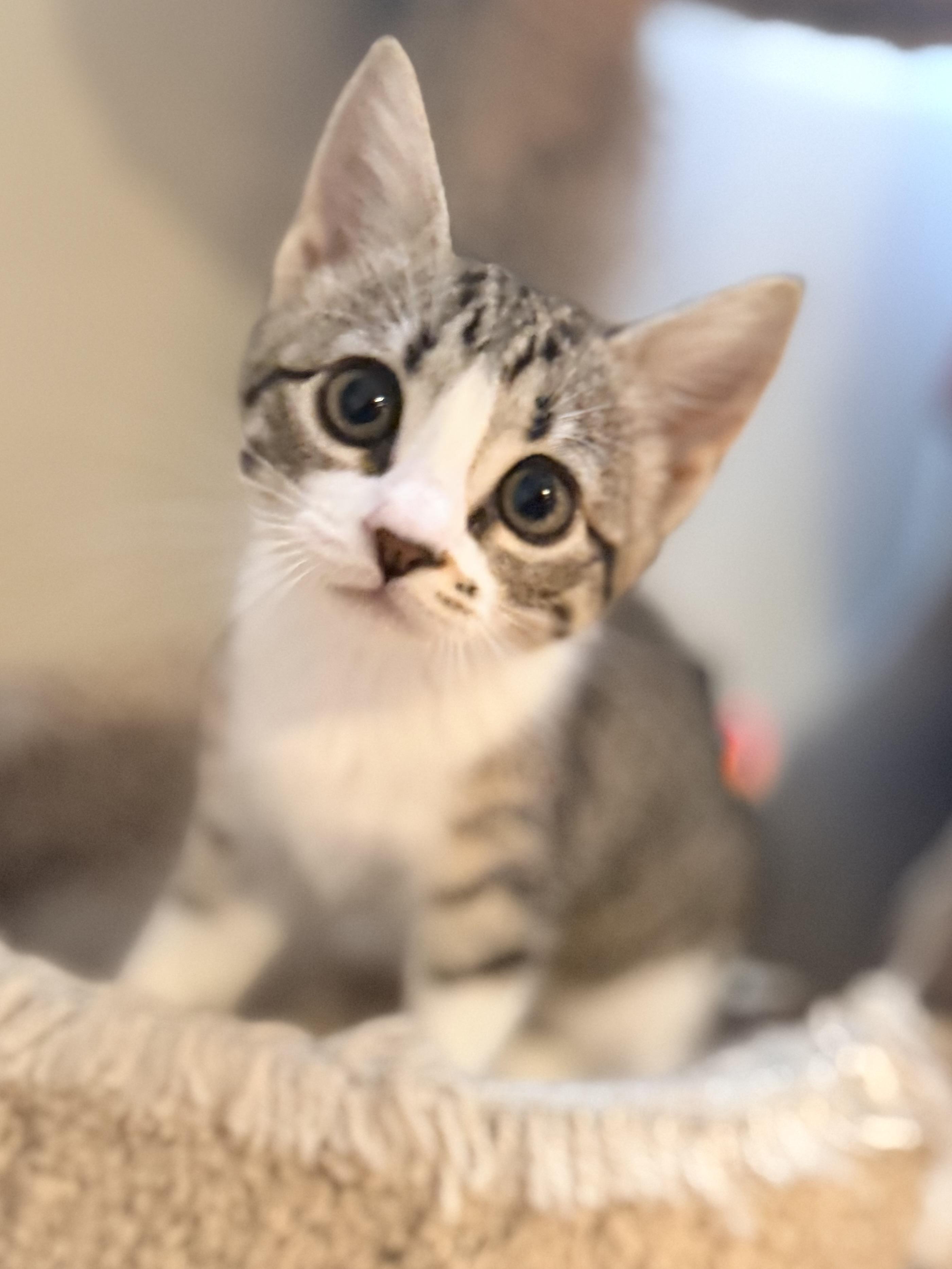 Biscuit, Bella, Salem & Smush, ADOPTABLE, Kitten Female Domestic Short Hair.