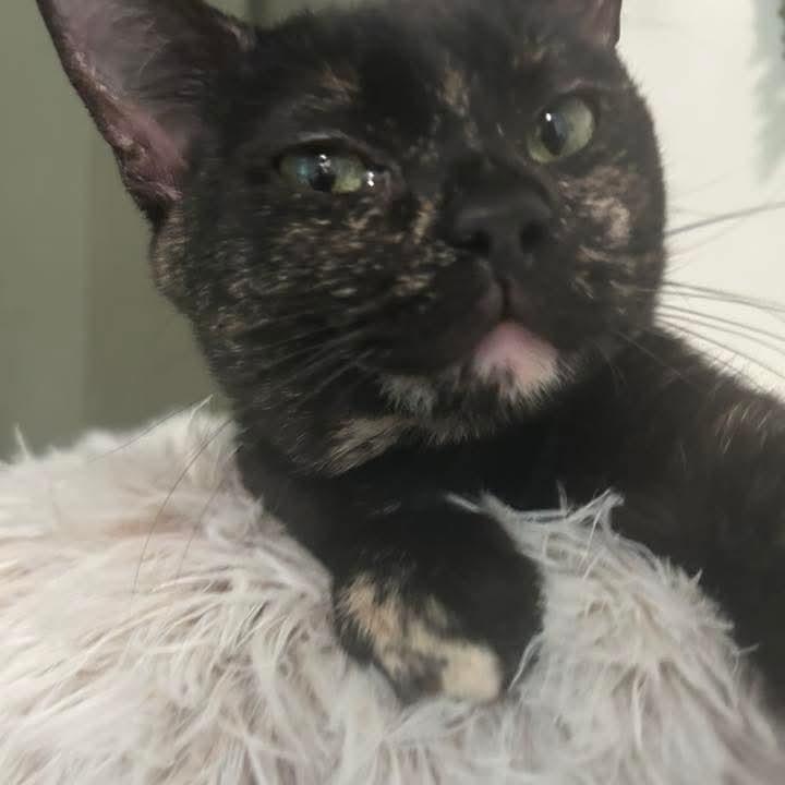 Enlarge Noel, a ADOPTABLE Tortoiseshell in Kentwood, MI image 2/5