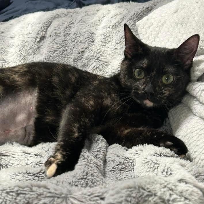 Enlarge Noel, a ADOPTABLE Tortoiseshell in Kentwood, MI image 4/5