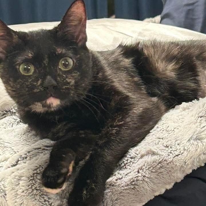 Enlarge Noel, a ADOPTABLE Tortoiseshell in Kentwood, MI image 5/5