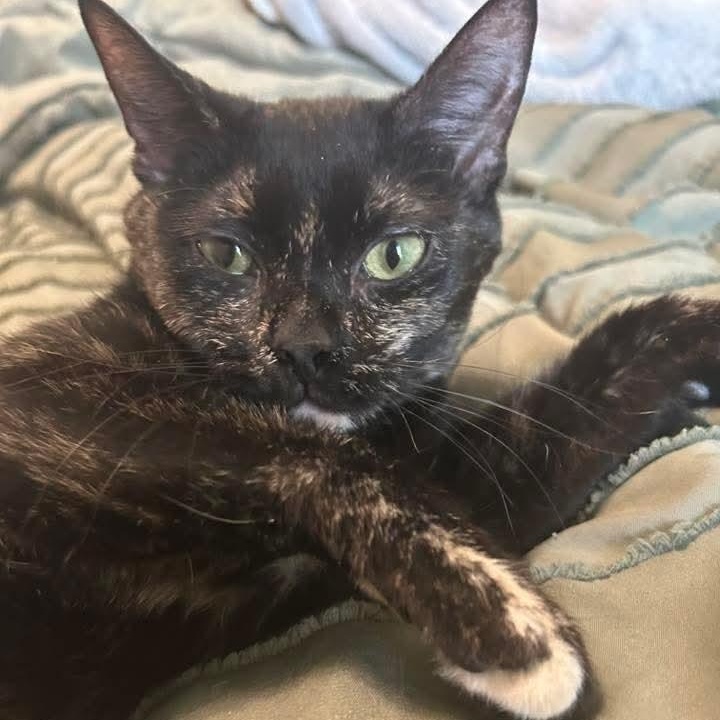 Enlarge Noel, a ADOPTABLE Tortoiseshell in Kentwood, MI image 3/5