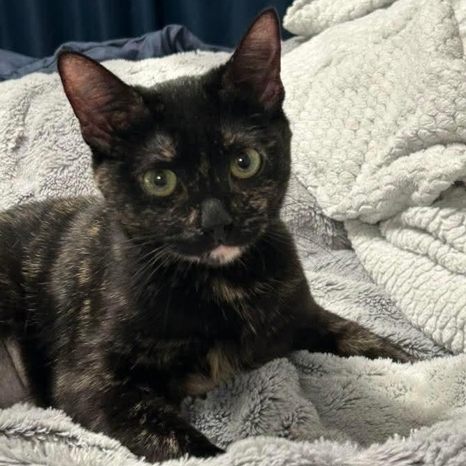 Enlarge Noel, a ADOPTABLE Tortoiseshell in Kentwood, MI image 1/5