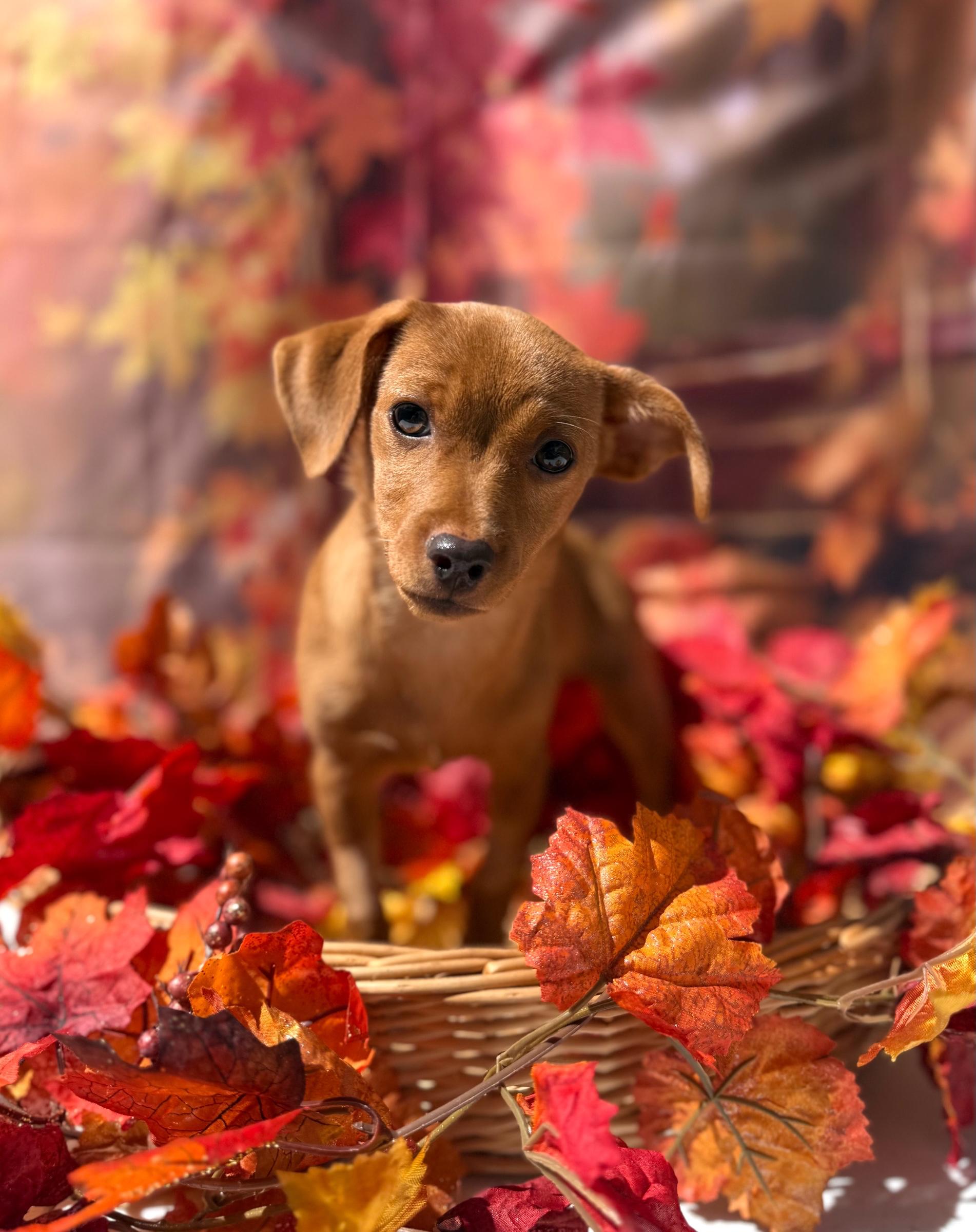 Enlarge Mimosa, a Adoptable mixed breed in Mt Pleasant, SC image 4/6