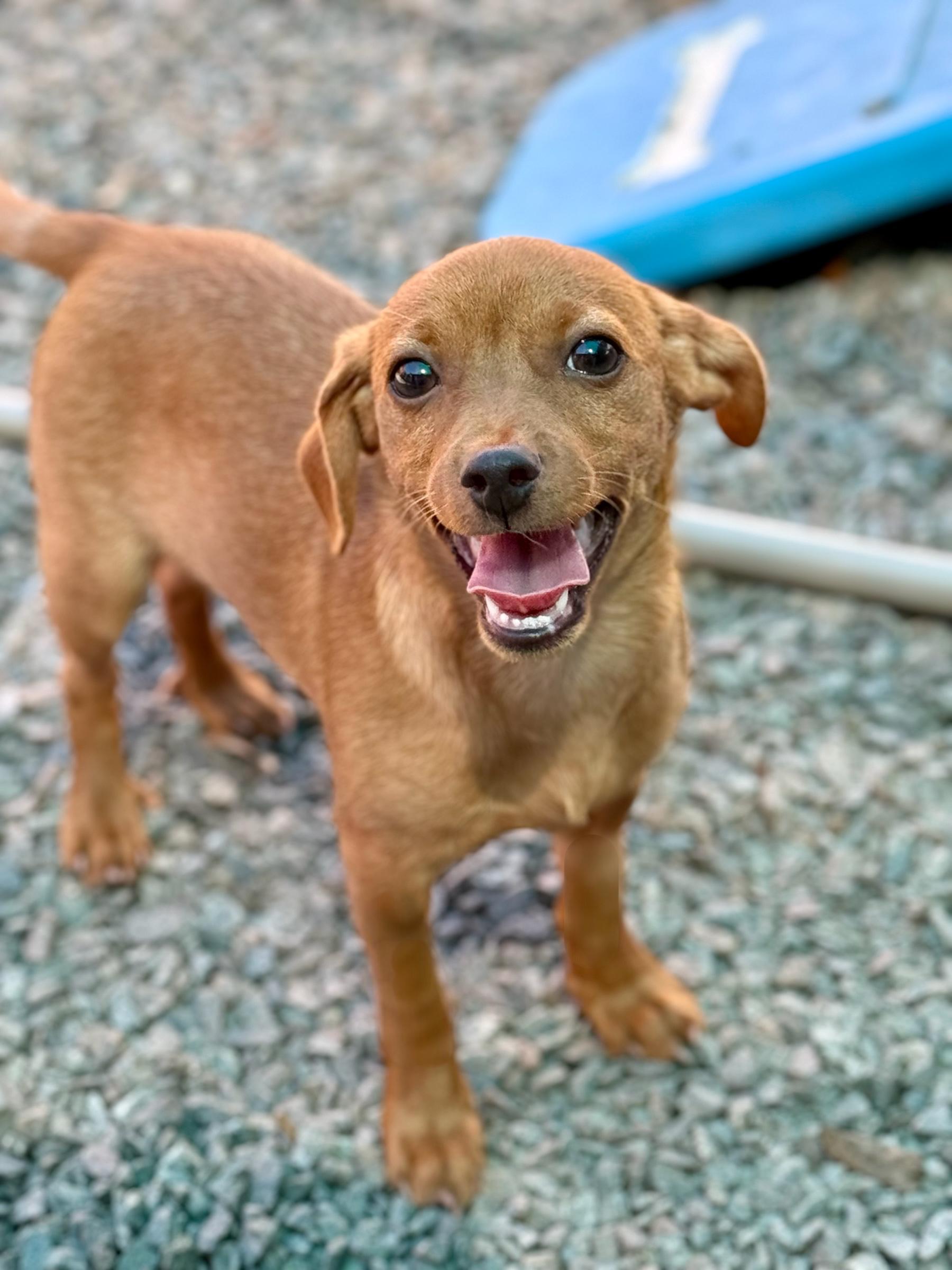 Mimosa, Adoptable, Puppy Female Chihuahua & Dachshund.