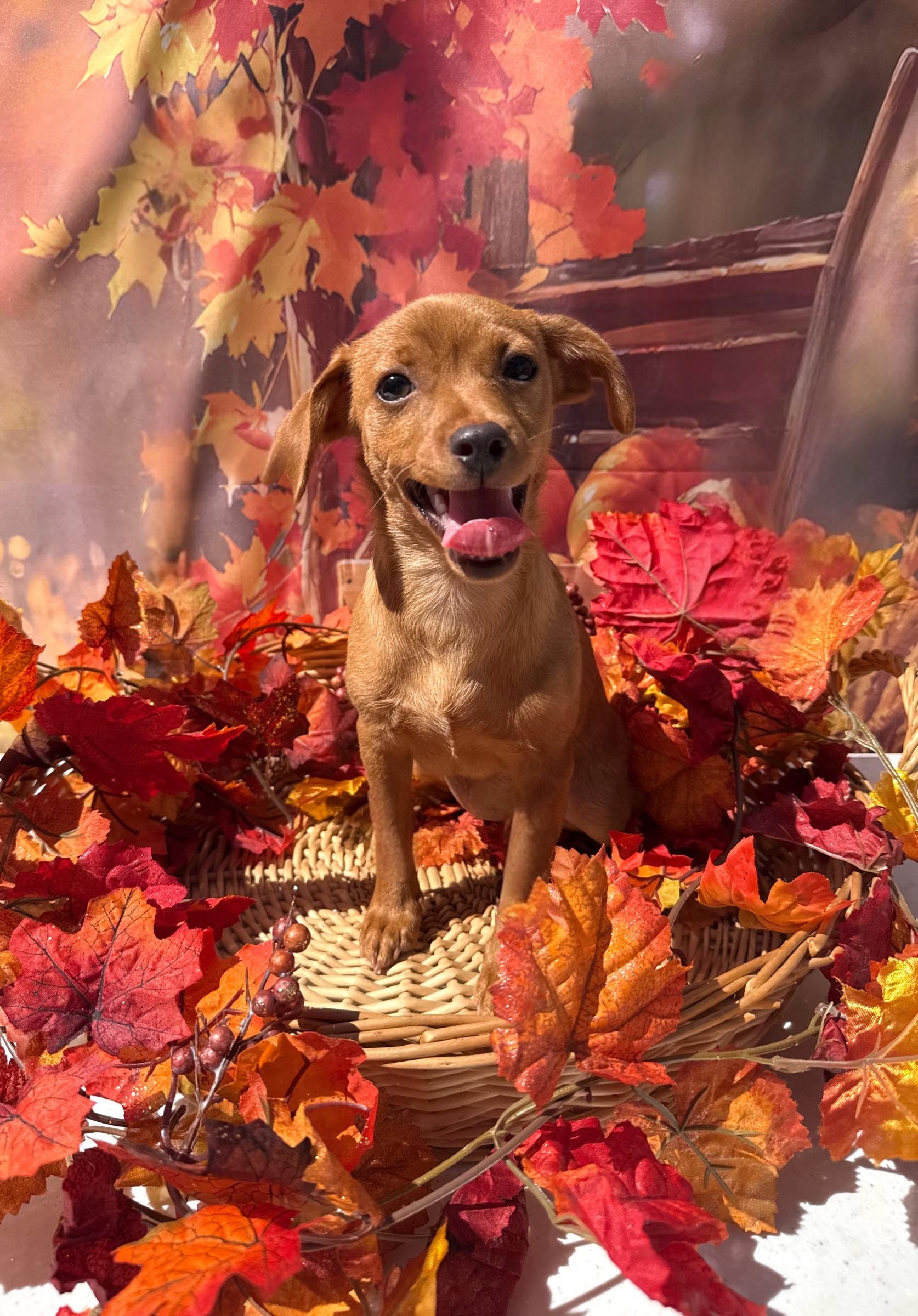 Enlarge Mimosa, a Adoptable mixed breed in Mt Pleasant, SC image 5/6
