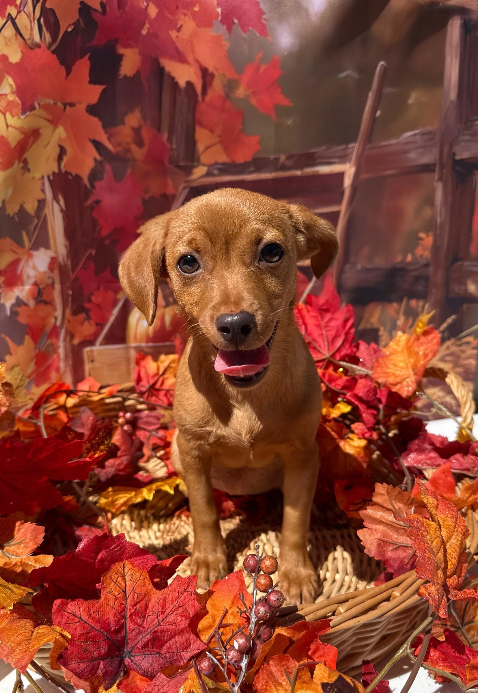 Enlarge Mimosa, a Adoptable mixed breed in Mt Pleasant, SC image 2/6