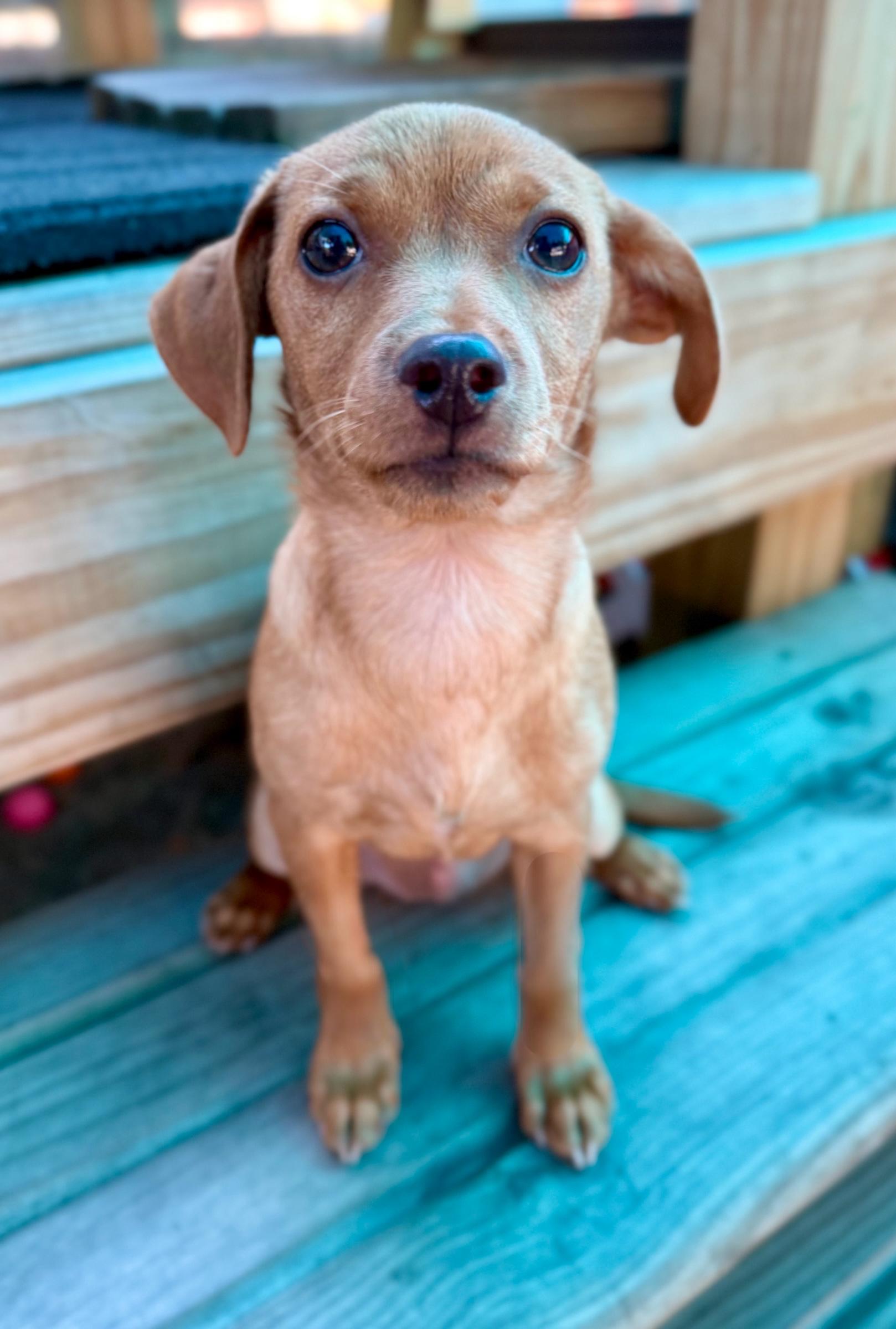 Enlarge Mimosa, a Adoptable mixed breed in Mt Pleasant, SC image 6/6