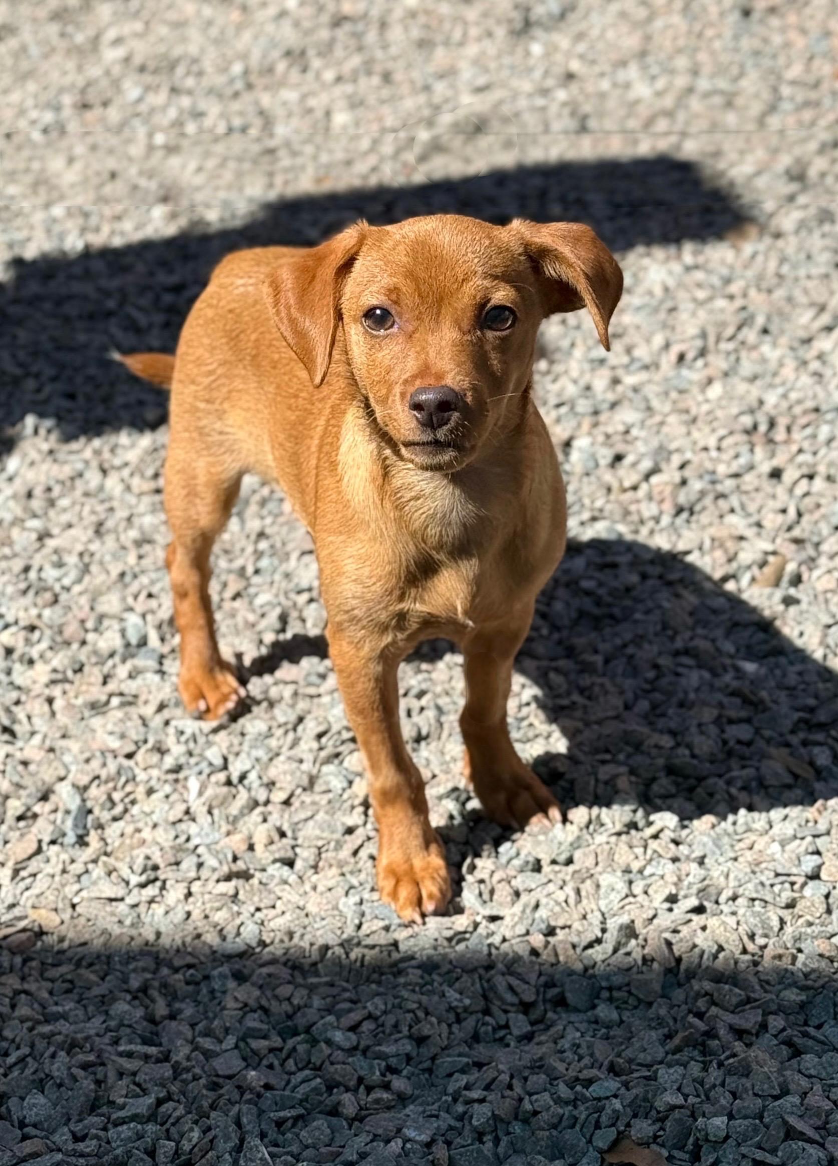 Enlarge Mimosa, a Adoptable mixed breed in Mt Pleasant, SC image 3/6