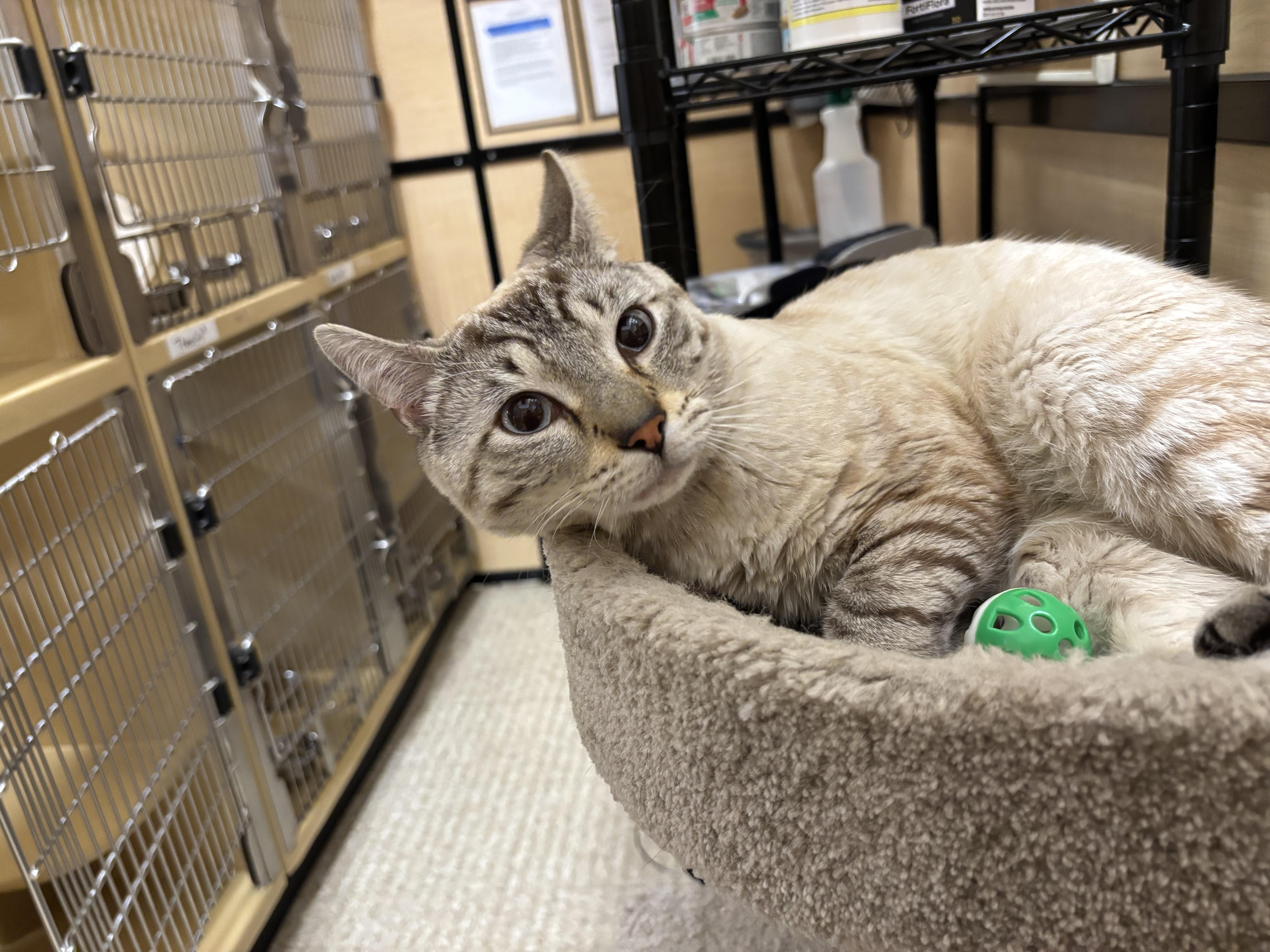 Enlarge Gopher, an adopted mixed breed in Woburn, MA image 2/2