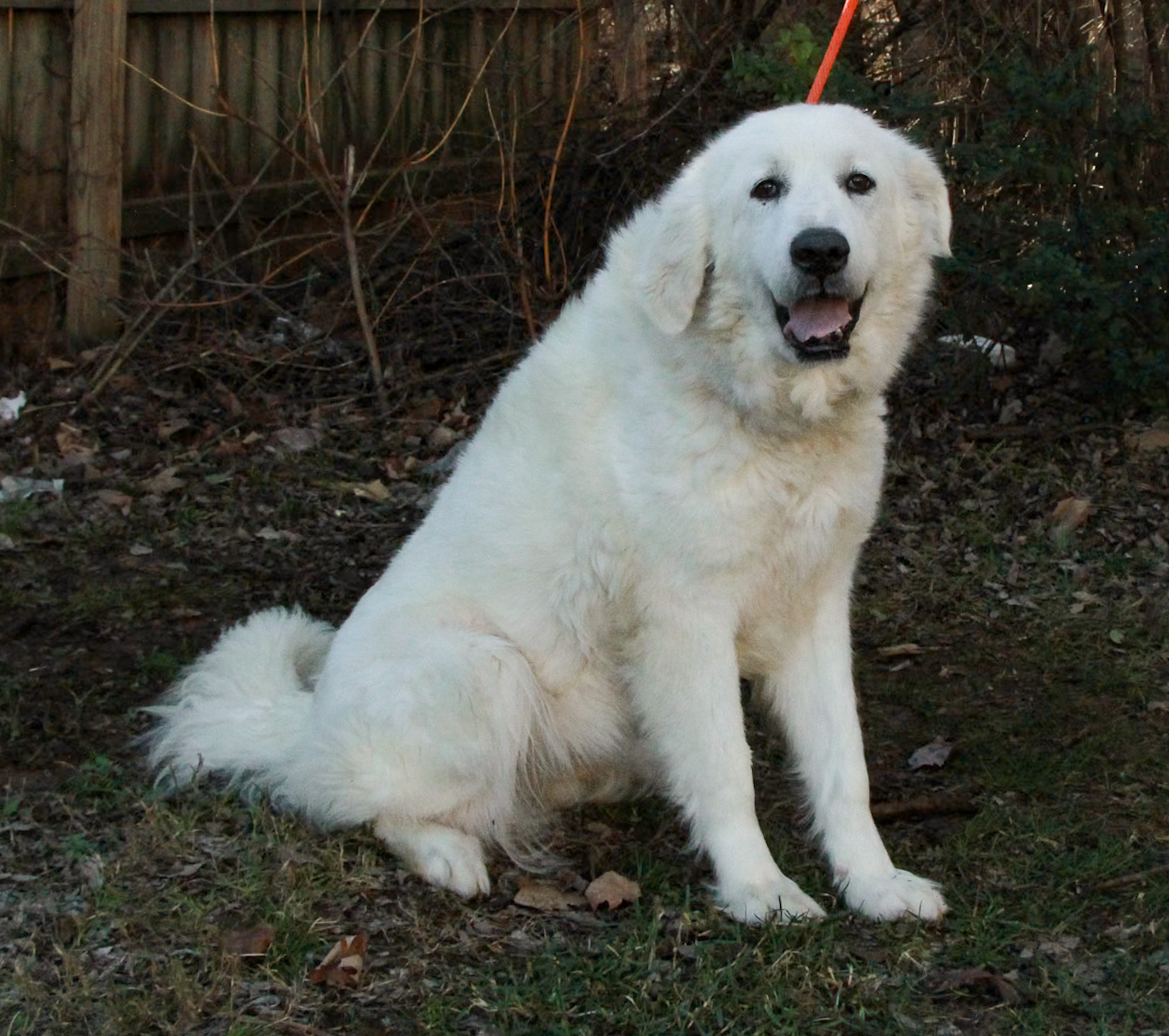 Dog for adoption Lilac, a Great Pyrenees in Cherry Hill, NJ Petfinder