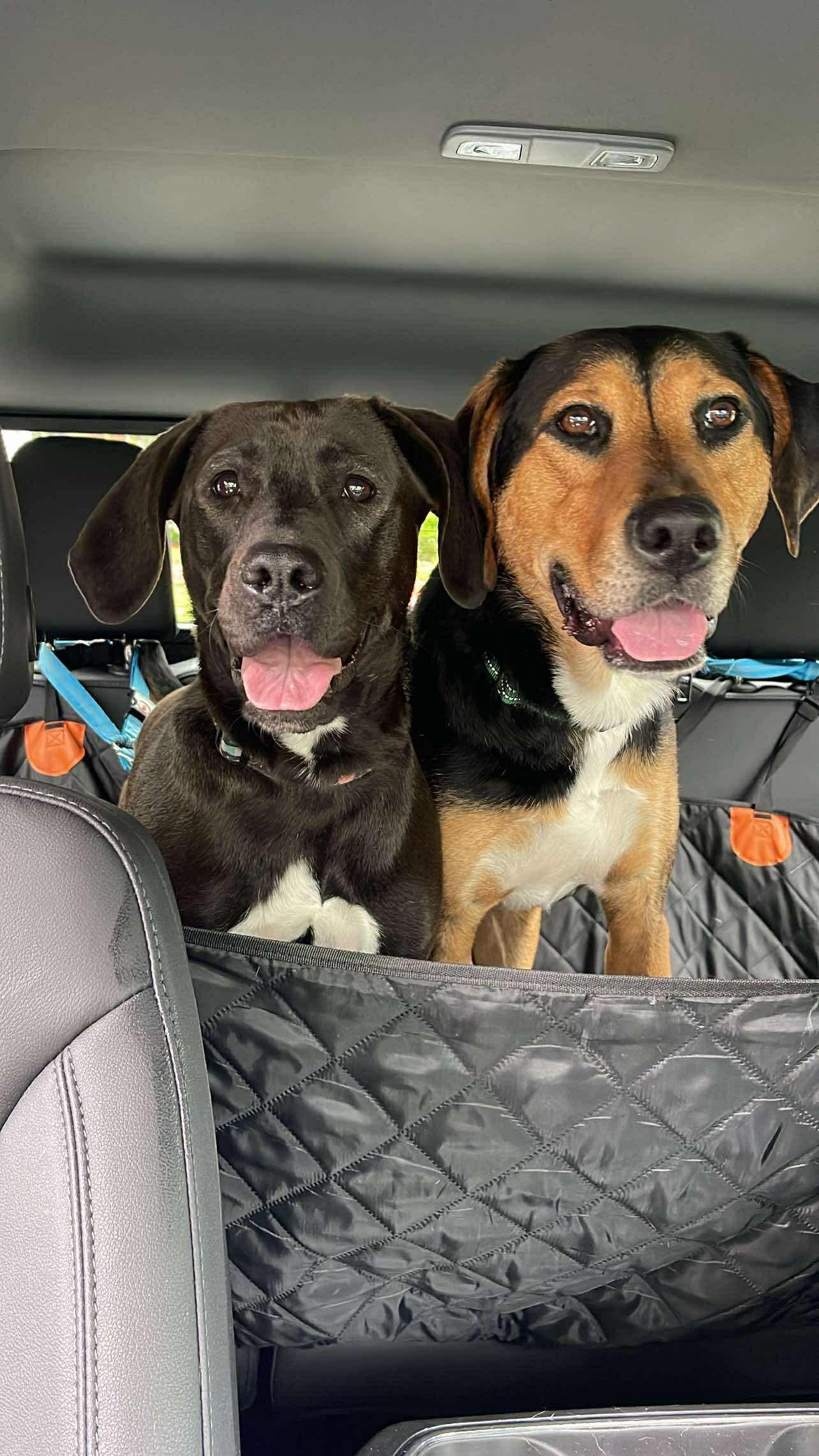 Bruno, Adopted, Young Male Mixed Breed.