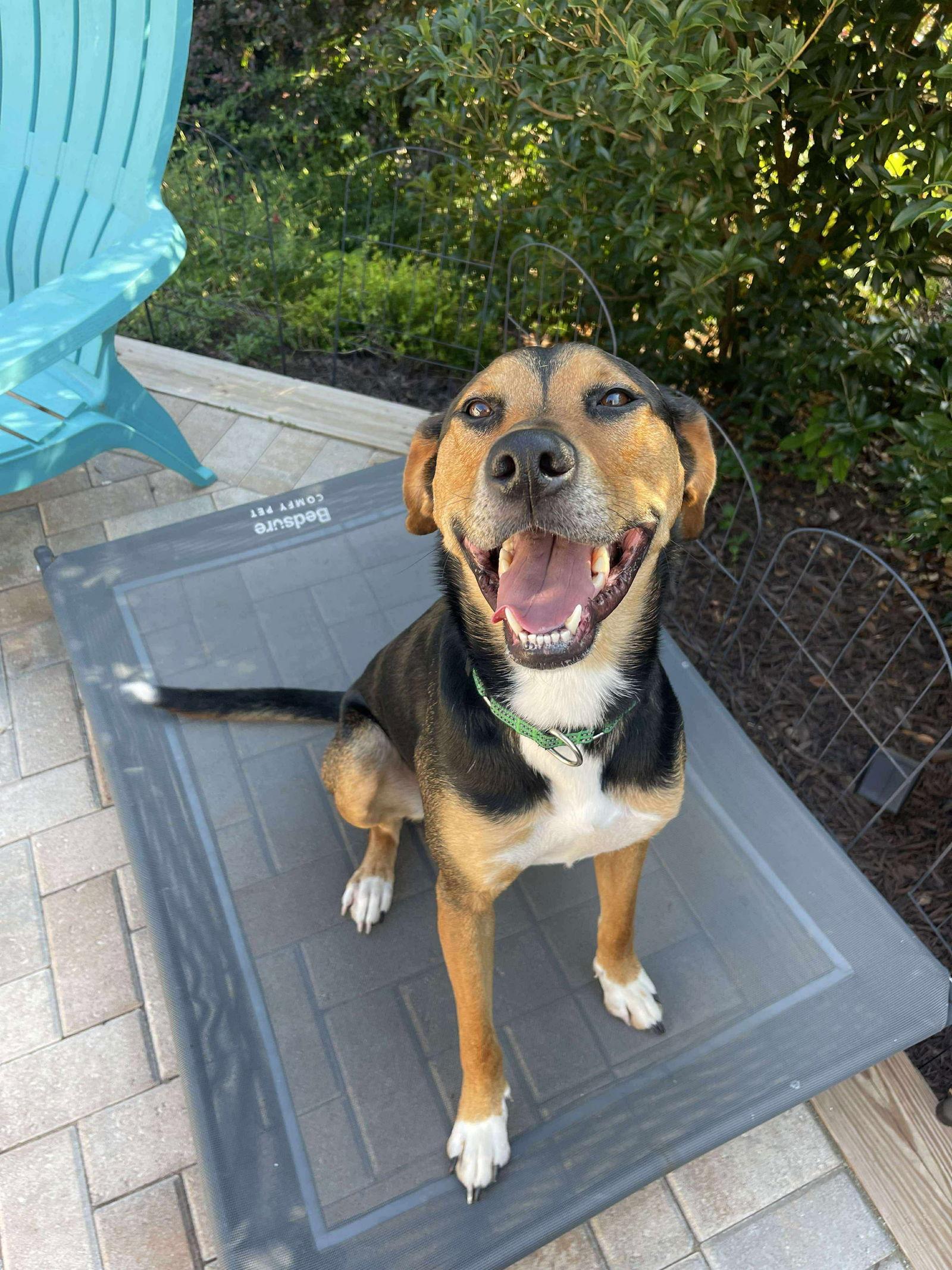 Bruno, a Adopted Mixed Breed in Mint Hill, NC image 2/3