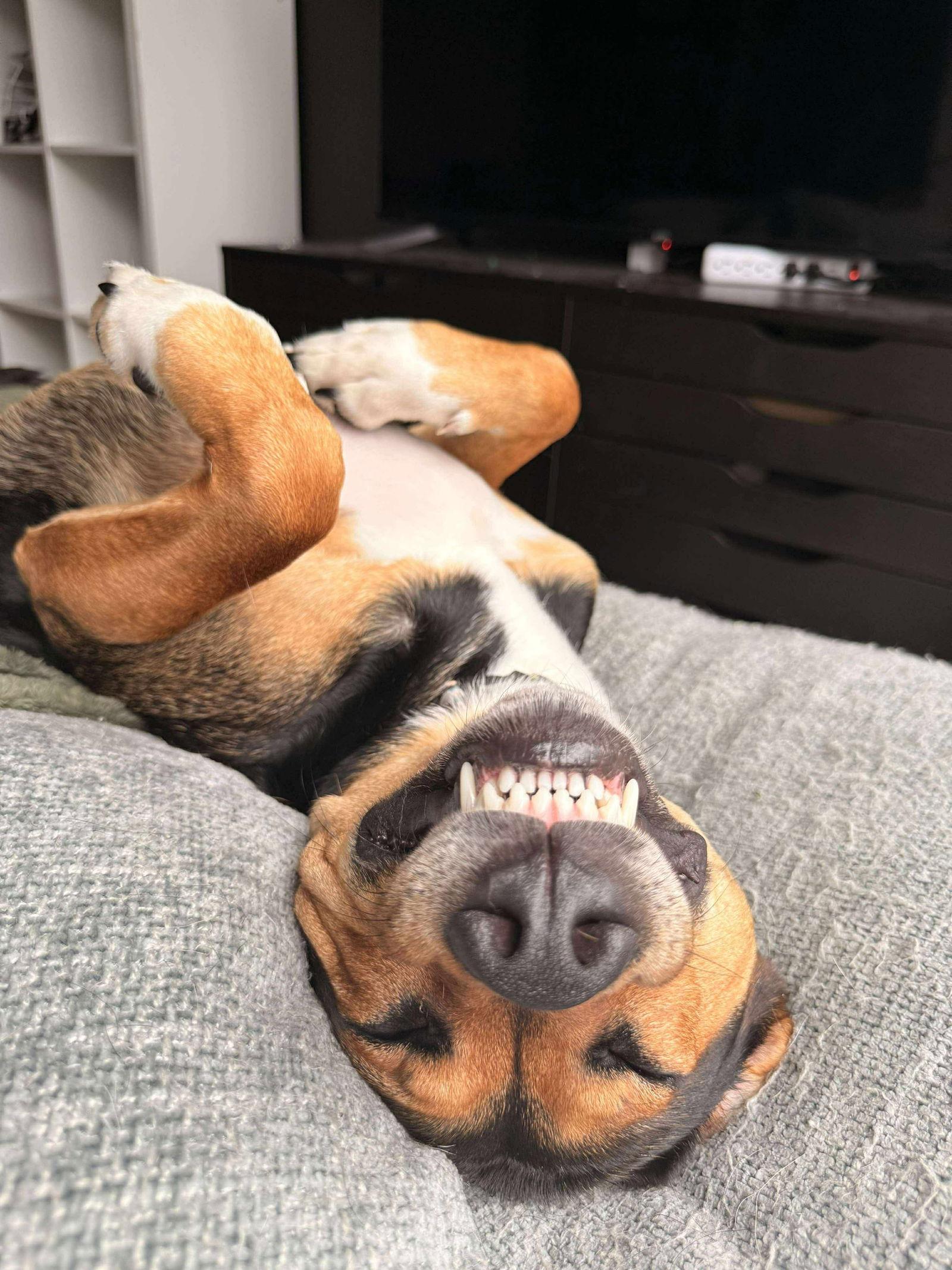 Bruno, a Adopted Mixed Breed in Mint Hill, NC image 3/3