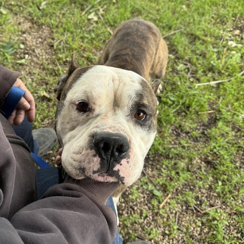 Dillon, a Adoptable Pit Bull Terrier in Oak Hill, WV image 3/6