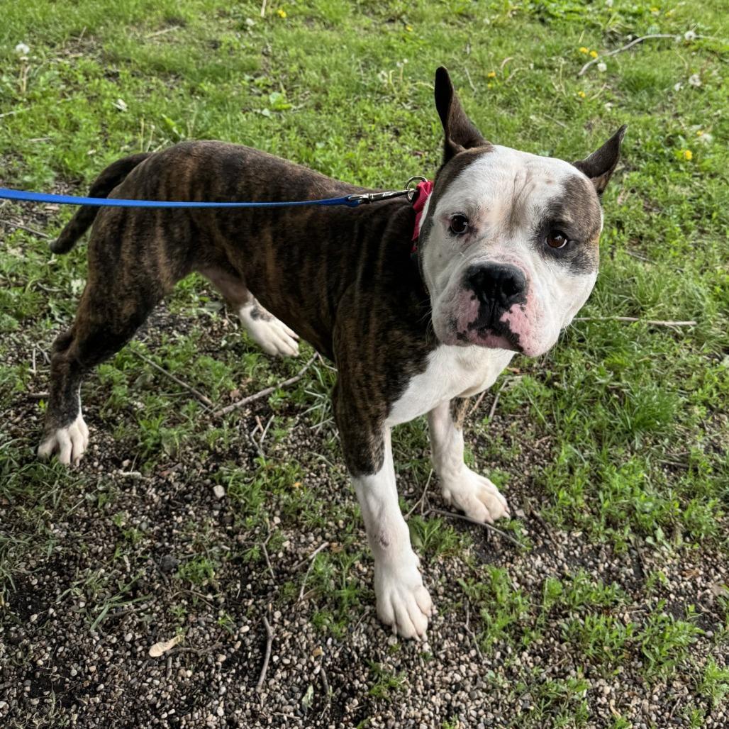 Dillon, a Adoptable Pit Bull Terrier in Oak Hill, WV image 5/6