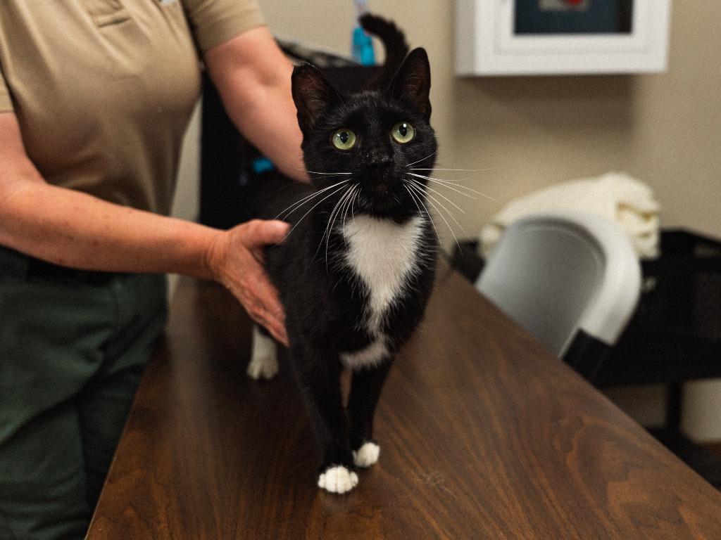 Kiki, a Adoptable mixed breed in Mocksville, NC image 2/4
