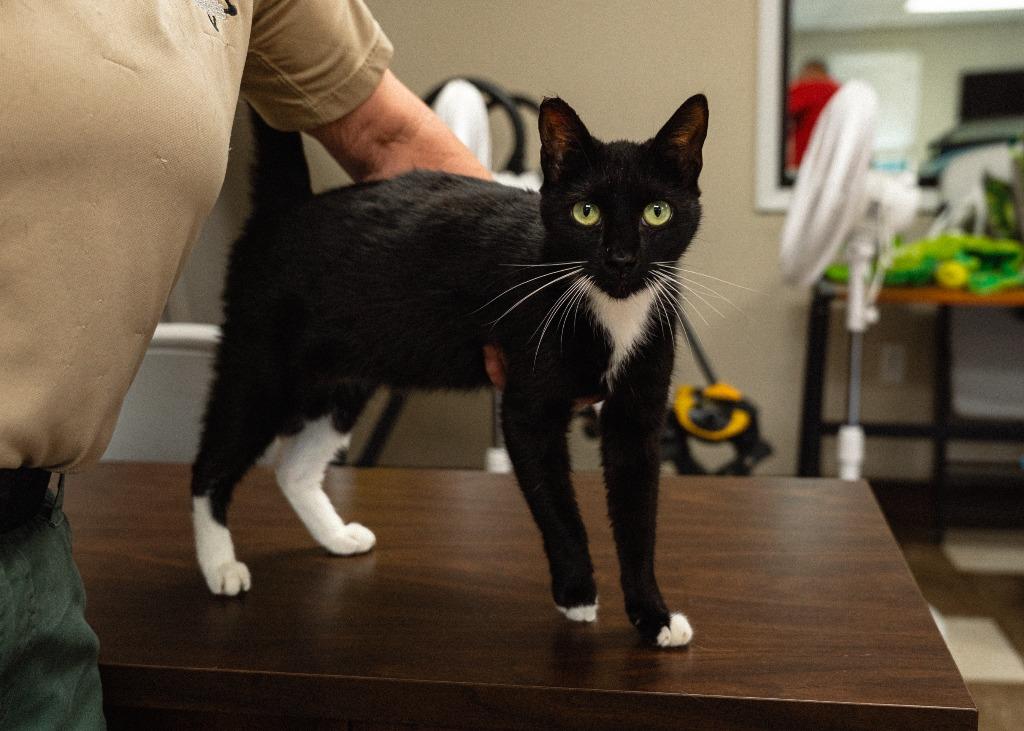 Kiki, a Adoptable mixed breed in Mocksville, NC image 3/4