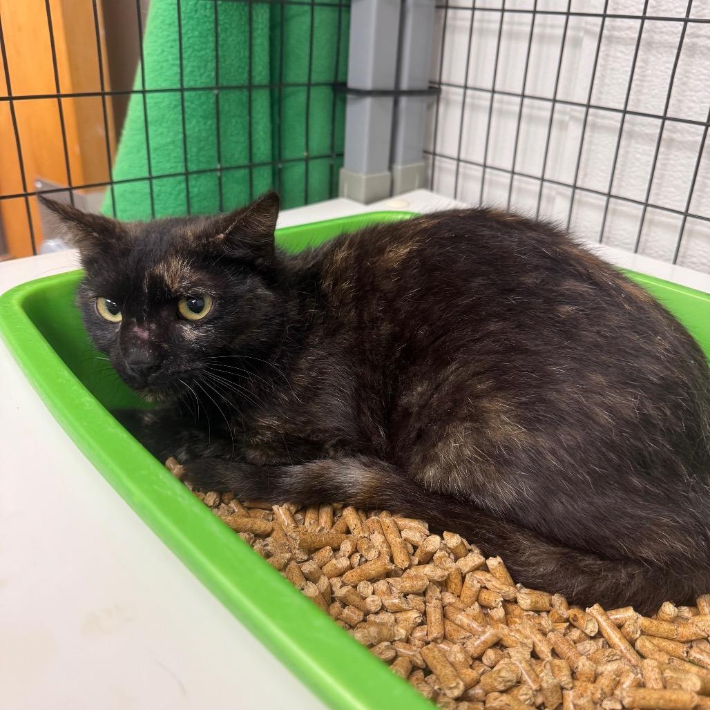 Sylvia *AVAILABLE AT PETSMART 280*, Adoptable, Young Female Domestic Short Hair.