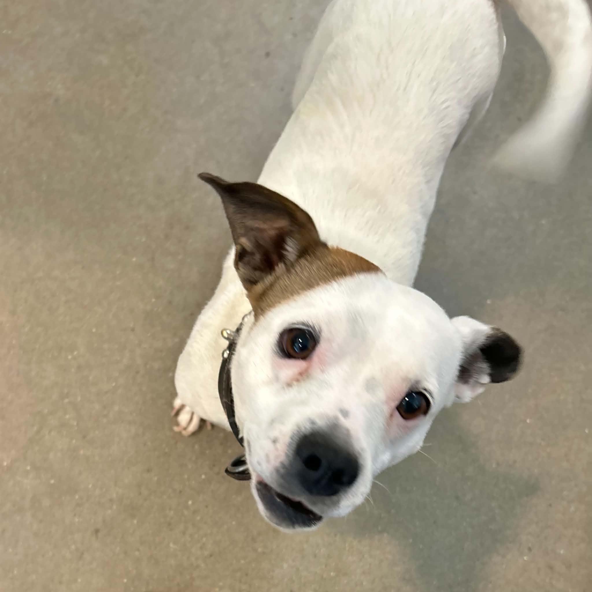 Miley, a ADOPTABLE mixed breed in Boulder, CO image 3/4