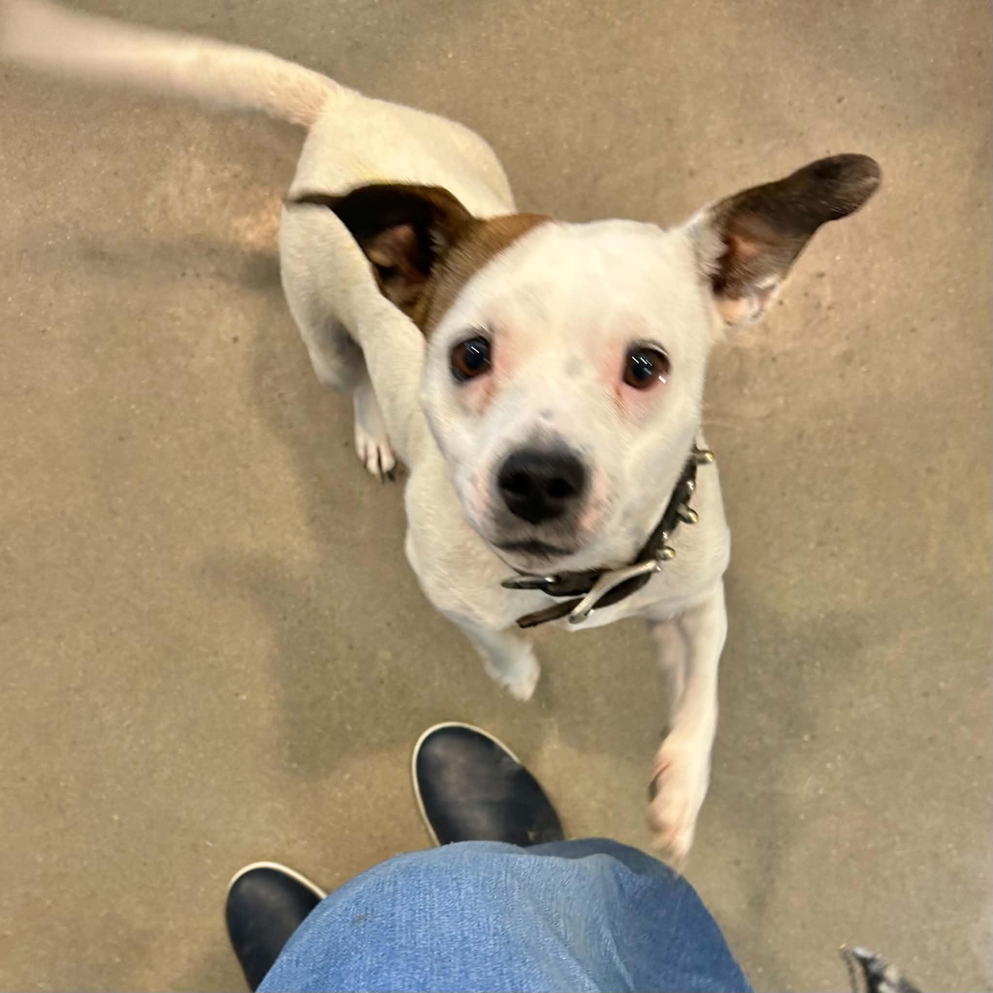 Miley, ADOPTABLE, Young Female Jack Russell Terrier & Chihuahua.