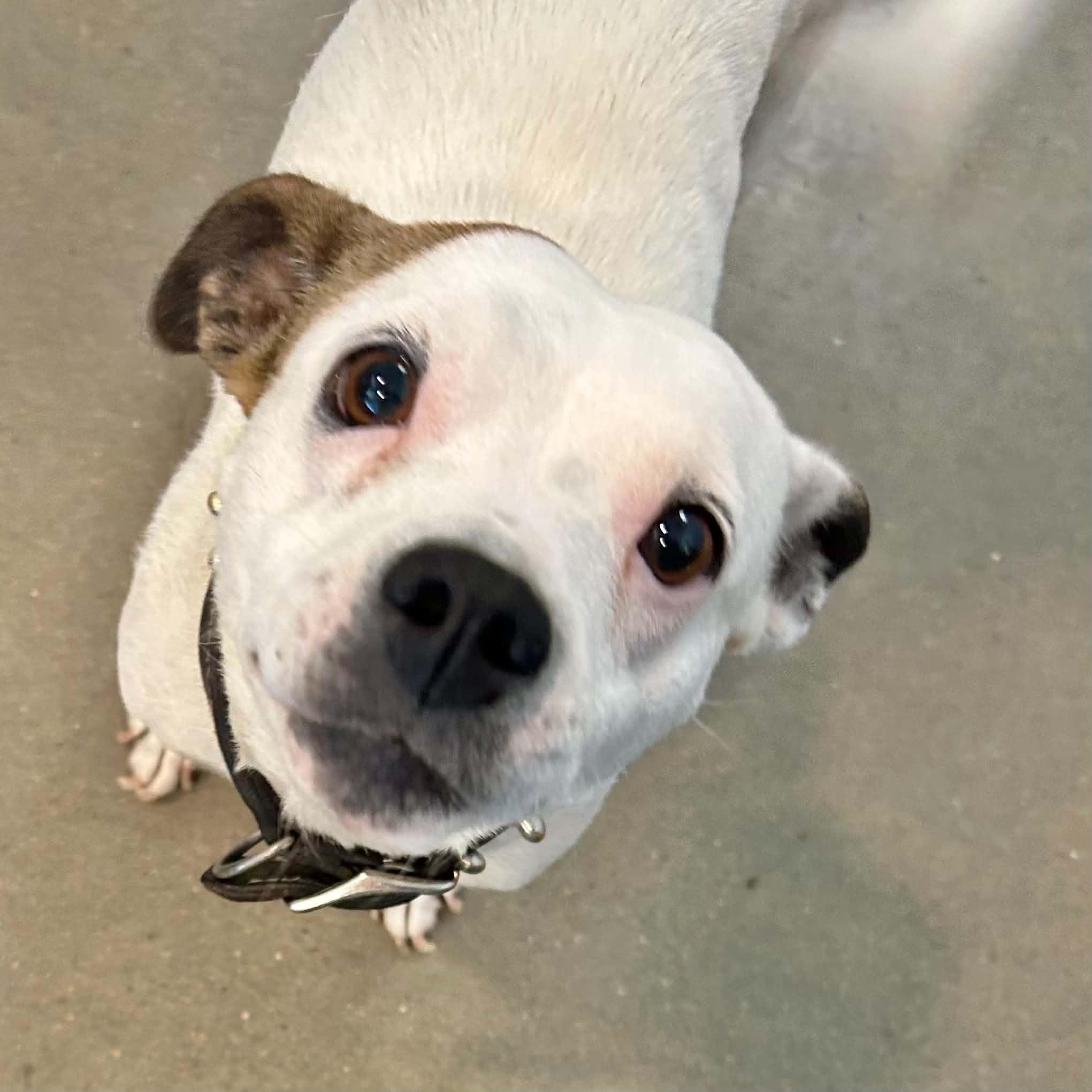 Miley, a ADOPTABLE mixed breed in Boulder, CO image 4/4