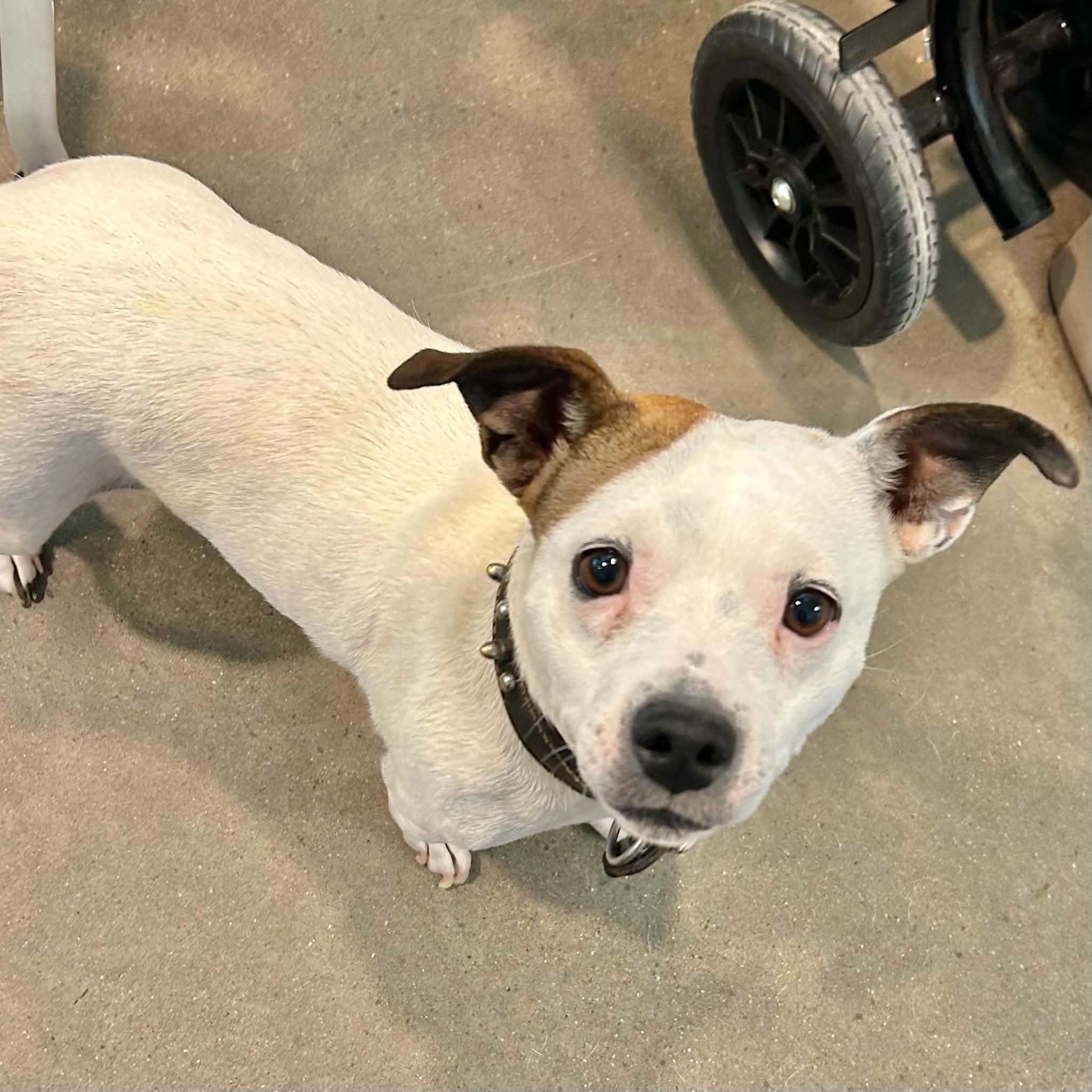 Miley, a ADOPTABLE mixed breed in Boulder, CO image 2/4