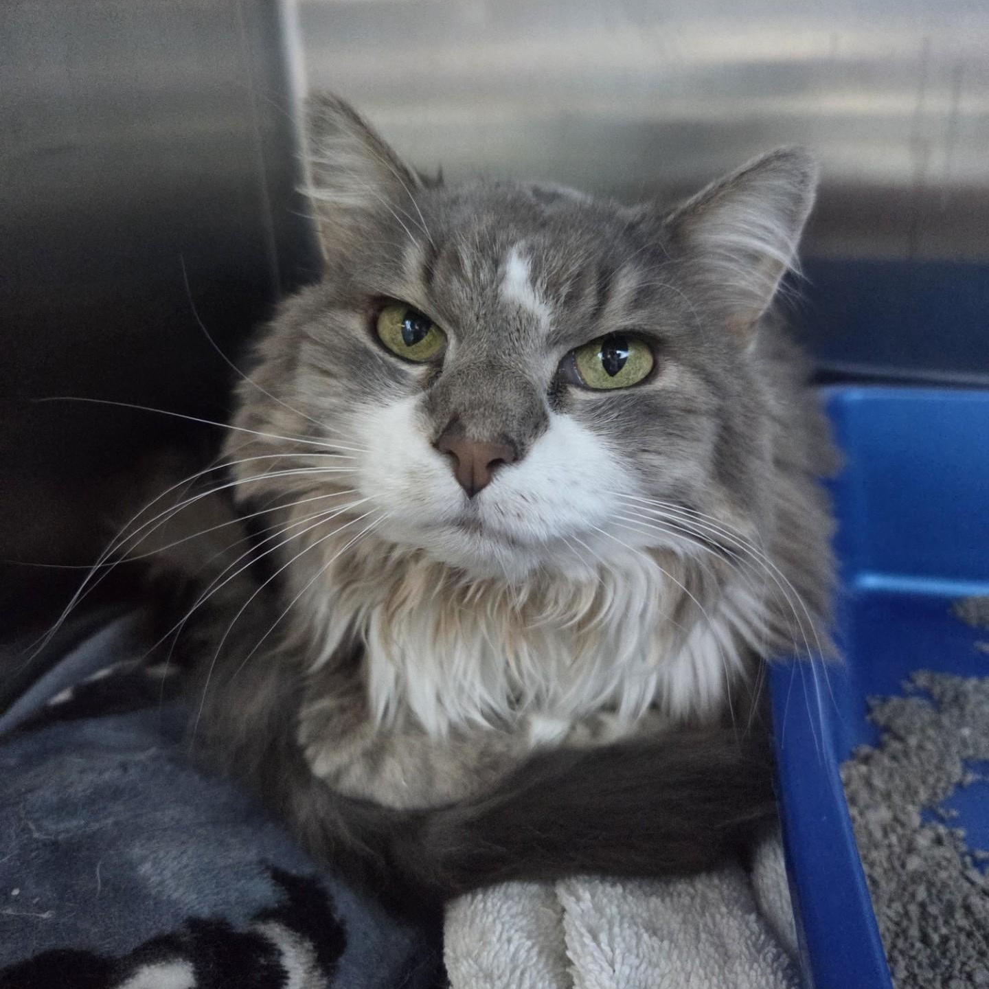 Enlarge Izzi, a ADOPTABLE Domestic Medium Hair in Brookings, SD image 1/1