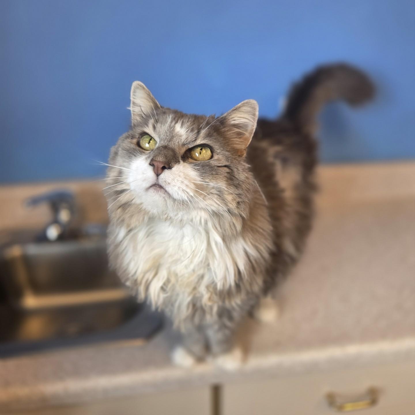 Izzi, a ADOPTABLE Domestic Medium Hair in Brookings, SD image 1/2