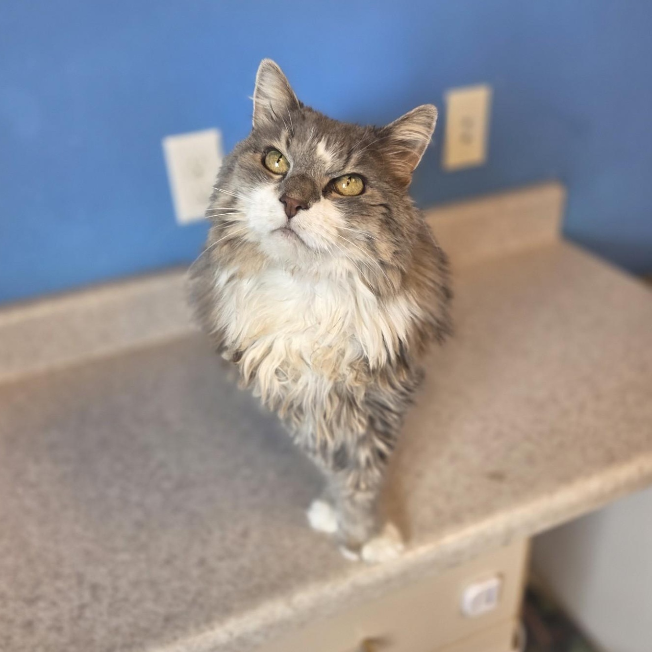 Izzi, a ADOPTABLE Domestic Medium Hair in Brookings, SD image 2/2