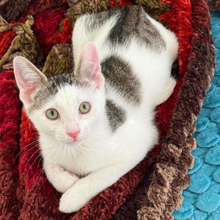 Karl, Adoptable, Kitten Male Domestic Short Hair.