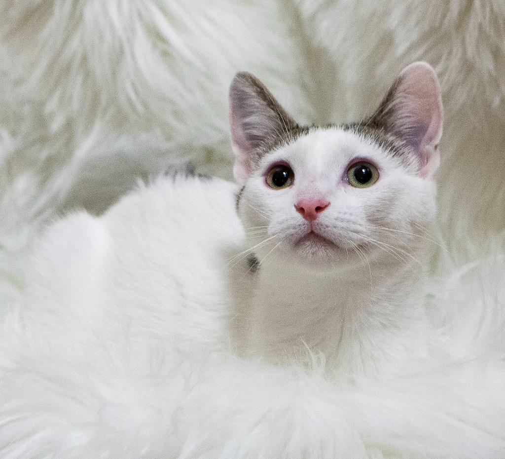 Enlarge Karl, a Adoptable mixed breed in Salt Lake City, UT image 4/6