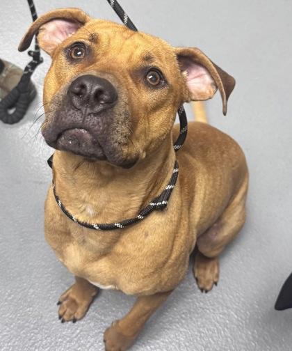 Duke - 2, Adoptable, Young Male Mixed Breed & Mixed Breed.