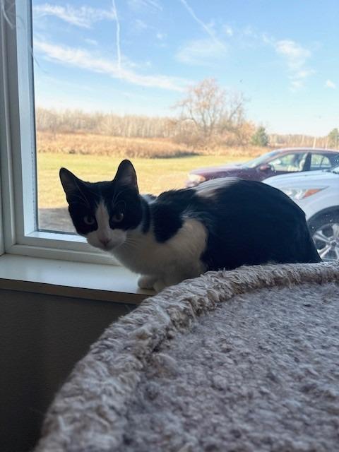 Enlarge Homer, a Adoptable mixed breed in Ladysmith, WI image 1/3