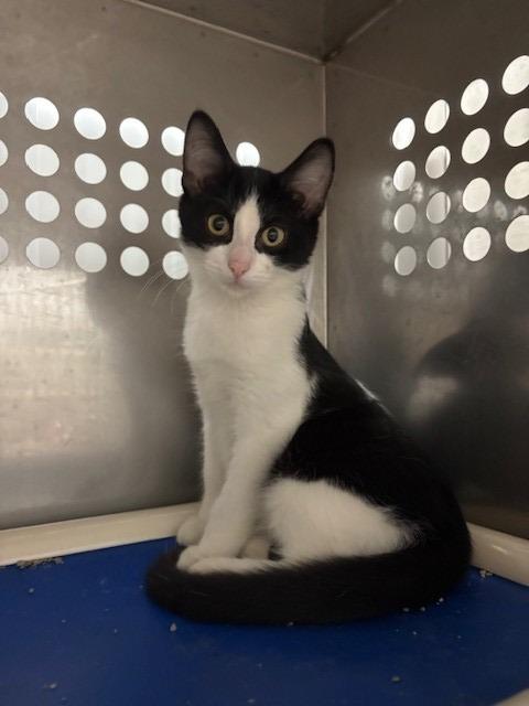 Homer, Adoptable, Young Male Domestic Short Hair.