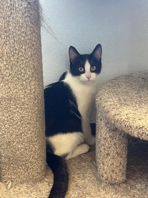 Enlarge Homer, a Adoptable mixed breed in Ladysmith, WI image 2/3