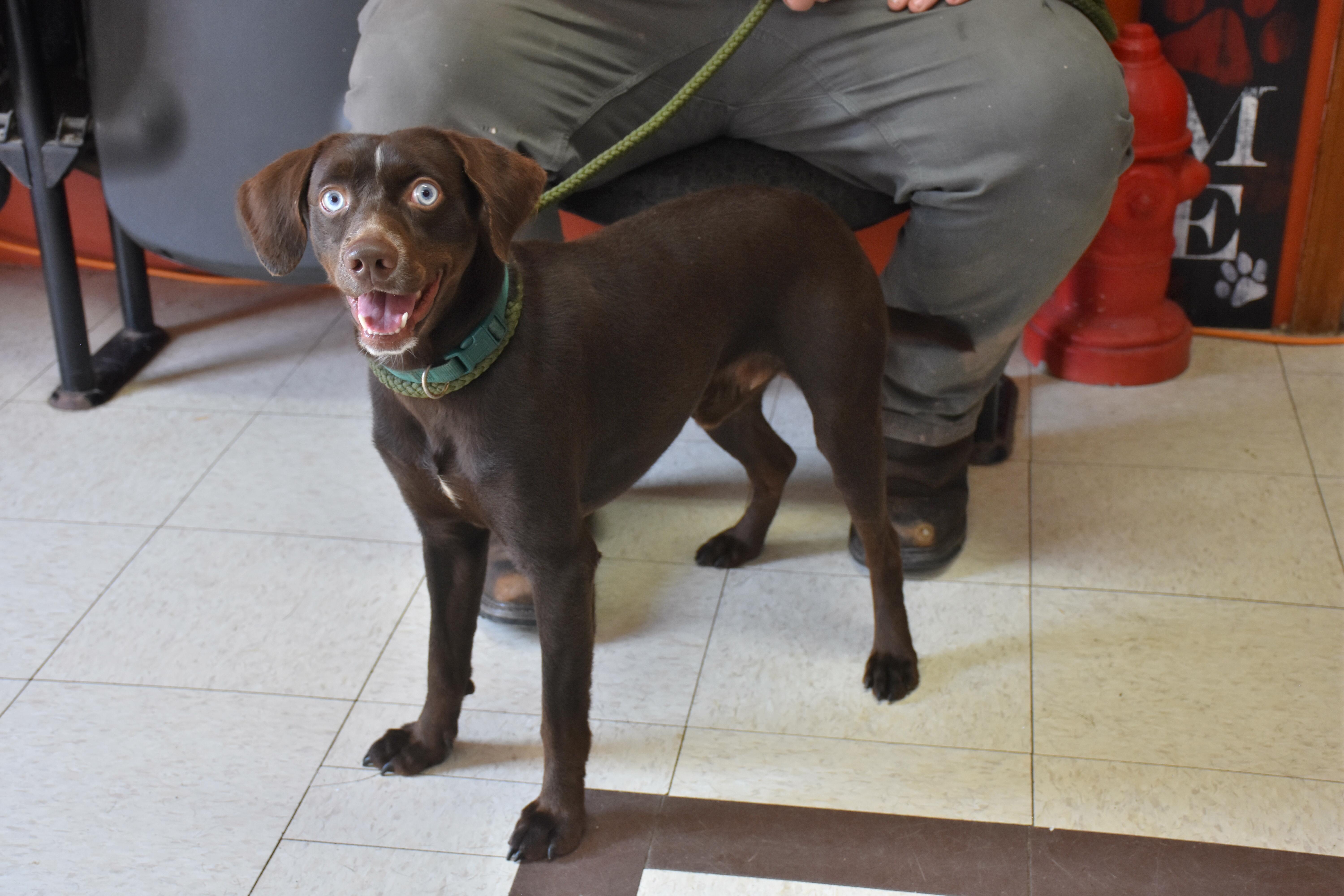 Guppy, Adoptable, Adult Male Labrador Retriever & Cocker Spaniel.