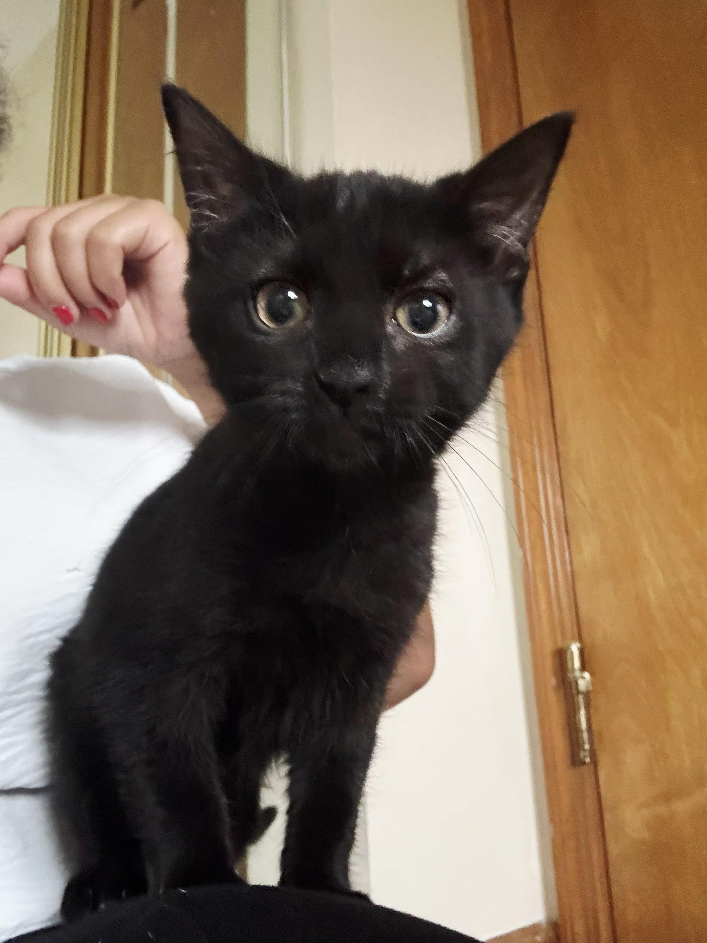 Enlarge Thalia, an adopted Domestic Short Hair in Perth Amboy, NJ image 2/2