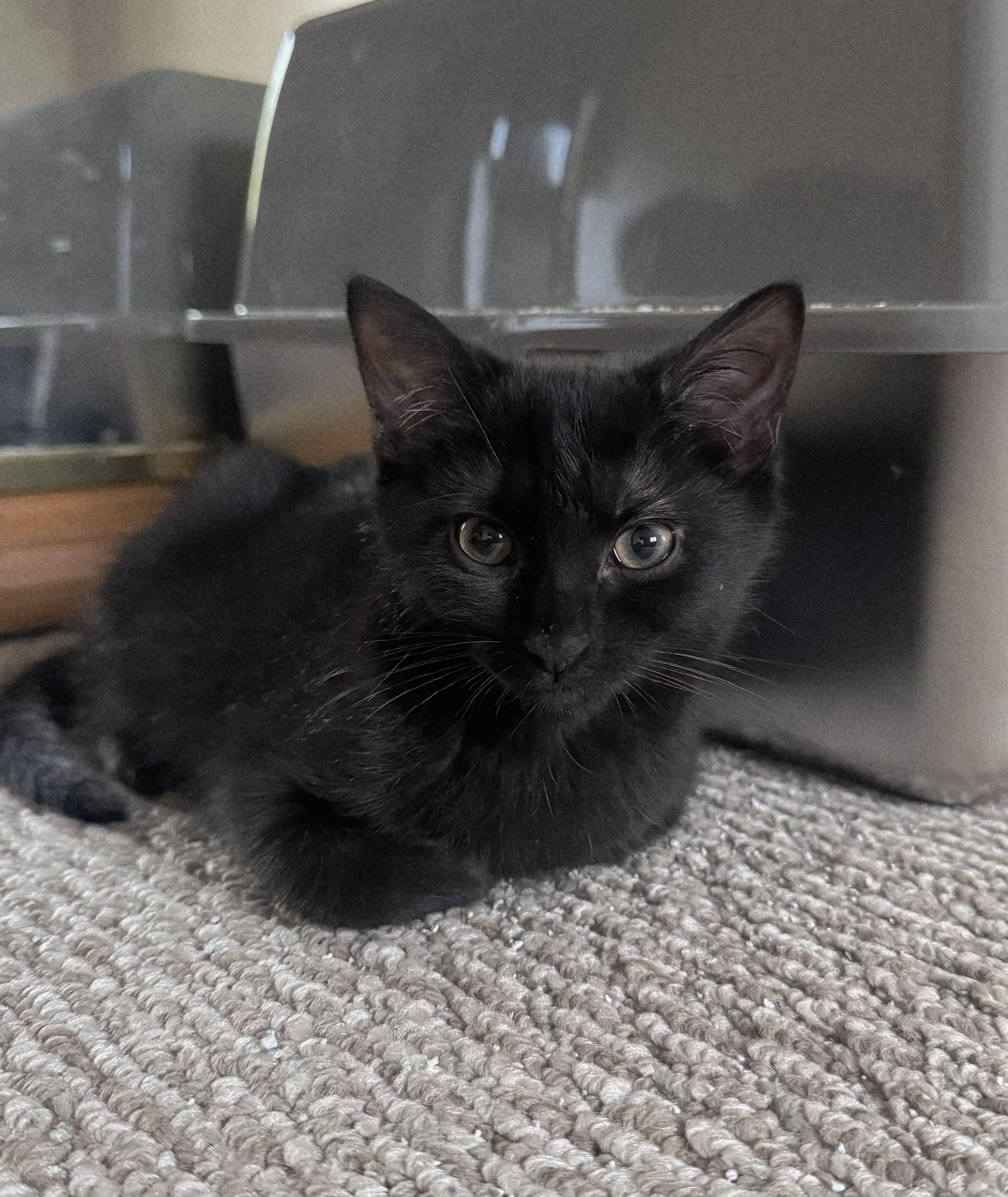 Thalia, adopted, Kitten Female Domestic Short Hair.