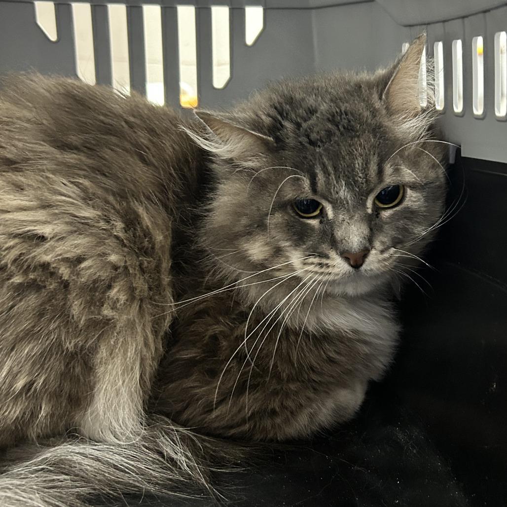 Smokey, Adoptable, Adult Male Domestic Medium Hair.