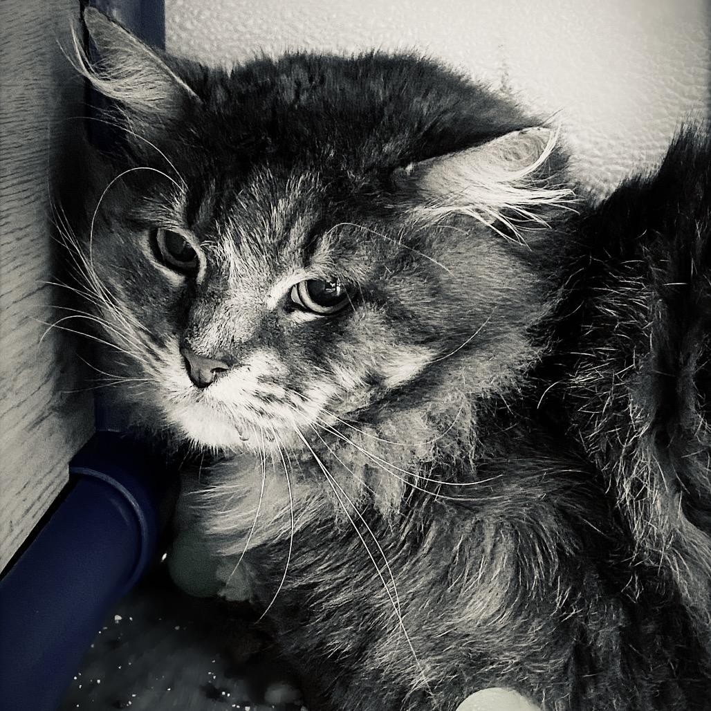 Smokey, a Adoptable Domestic Medium Hair in Huntsville, AL image 2/4