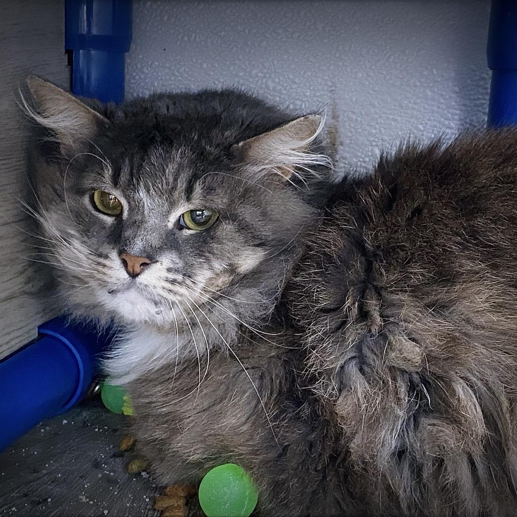 Smokey, a Adoptable Domestic Medium Hair in Huntsville, AL image 3/4
