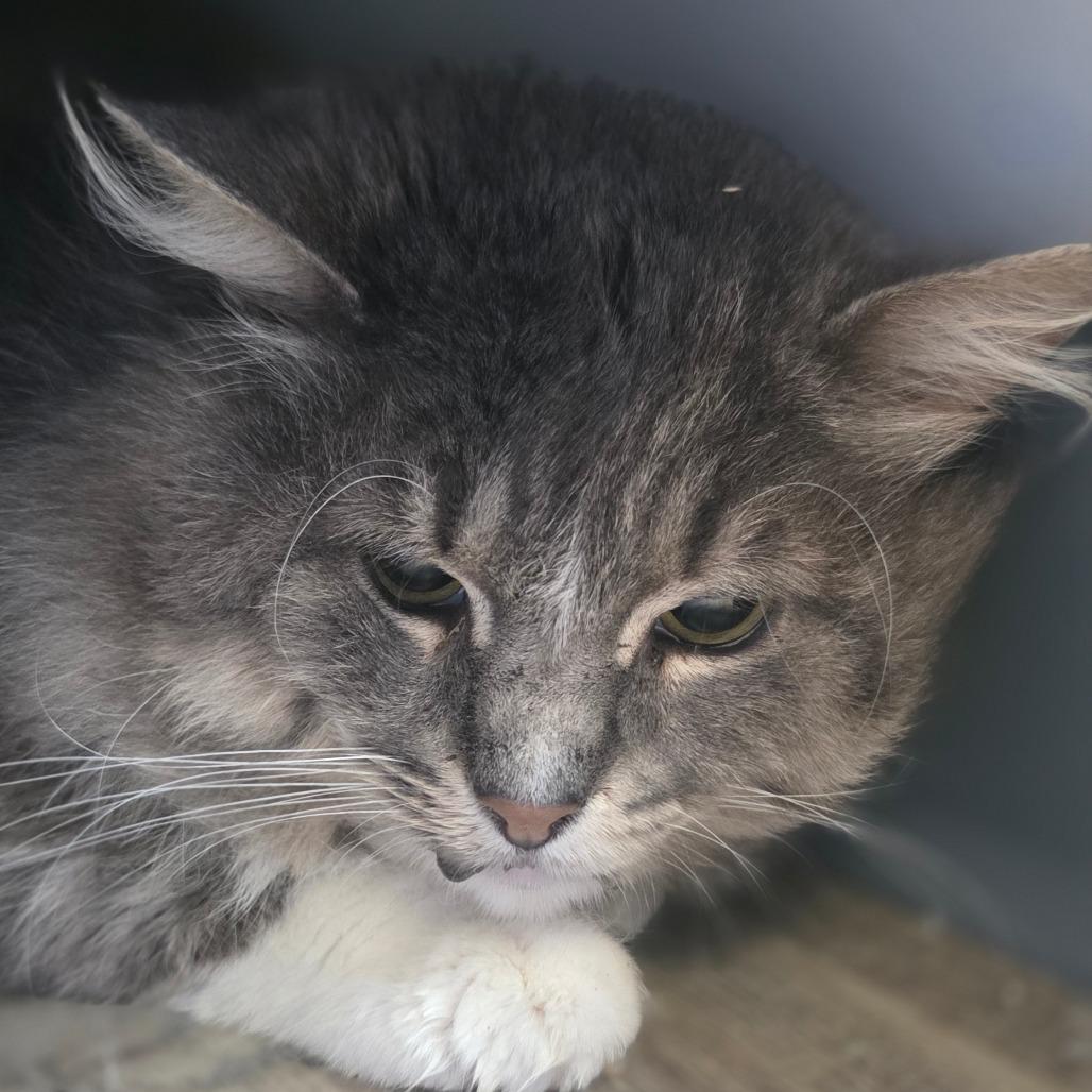Smokey, a Adoptable Domestic Medium Hair in Huntsville, AL image 4/4