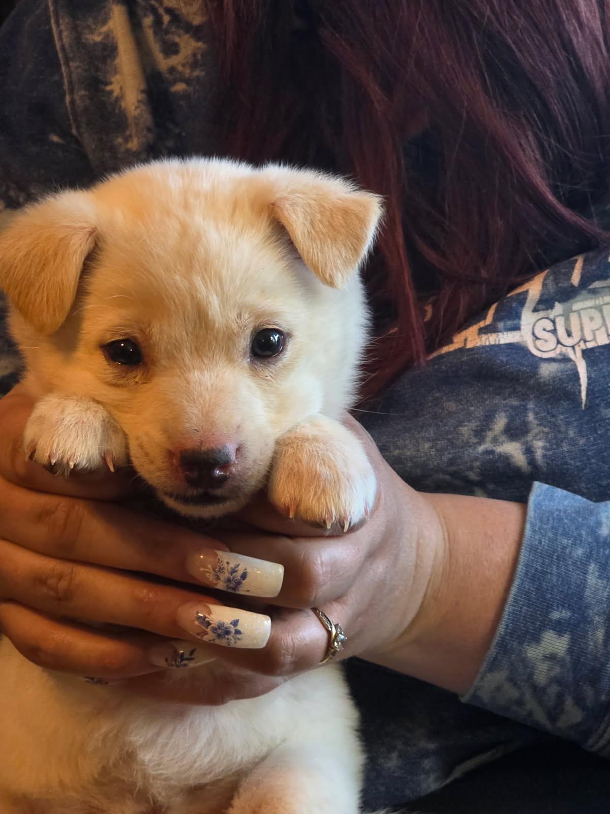 Enlarge Faith, a ADOPTABLE mixed breed in Riverton, WY image 3/3