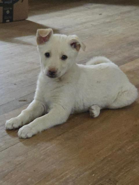 Enlarge Faith, a ADOPTABLE mixed breed in Riverton, WY image 1/3