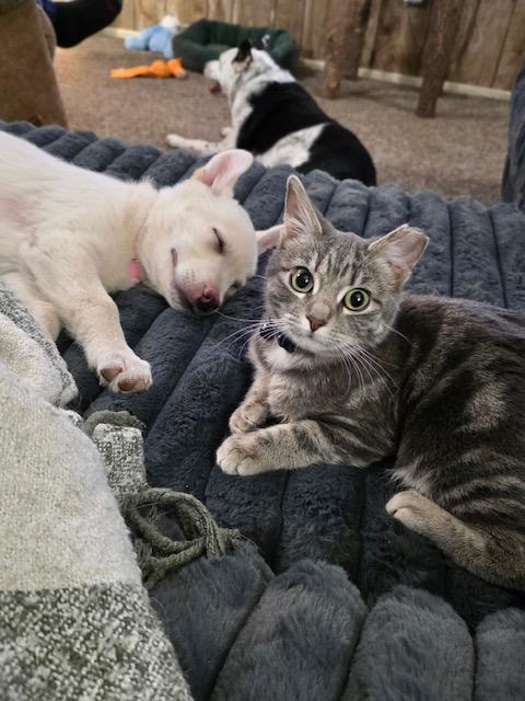 Faith, Adopted, Puppy Female Shepherd.