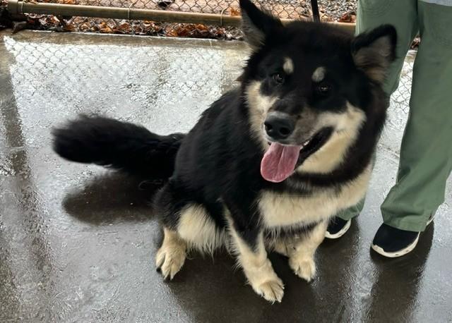 Raven, ADOPTABLE, Young Female Alaskan Malamute.