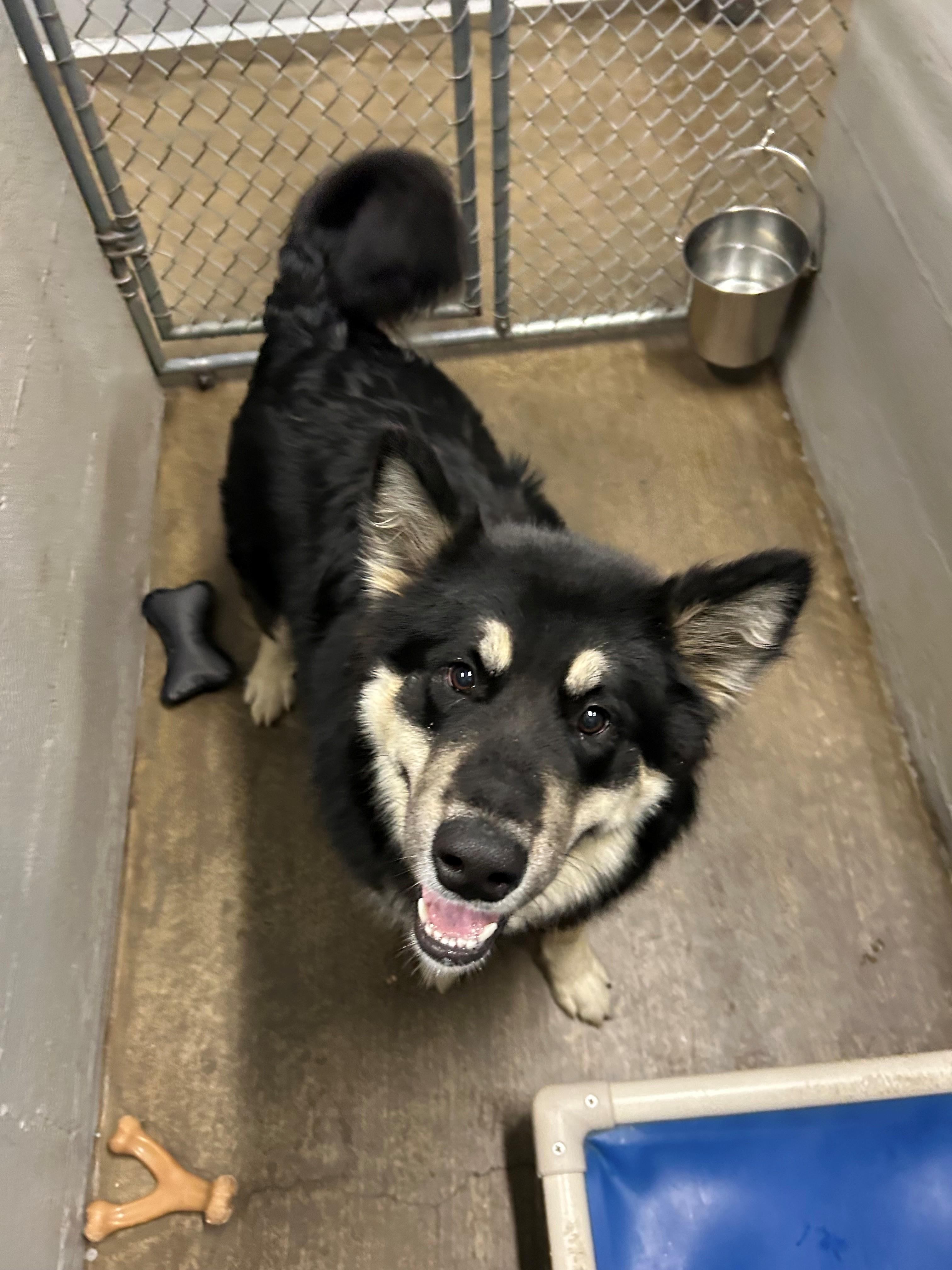 Raven, ADOPTABLE, Young Female Alaskan Malamute.