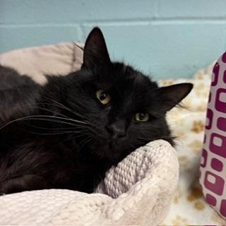 Enlarge Clyde, a Adoptable mixed breed in Sherwood, AR image 1/3