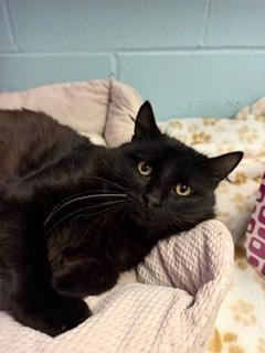 Enlarge Clyde, a Adoptable mixed breed in Sherwood, AR image 2/3