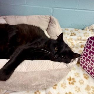 Enlarge Clyde, a Adoptable mixed breed in Sherwood, AR image 3/3